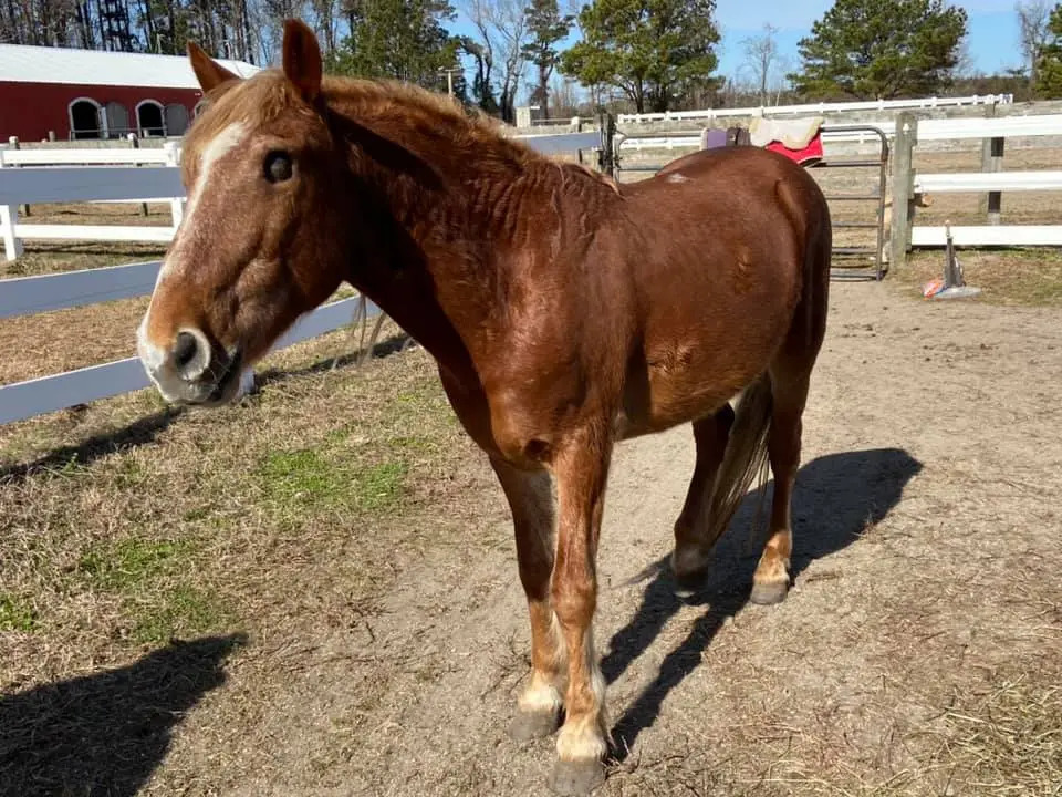 Amadeo - zdroj wawy.com